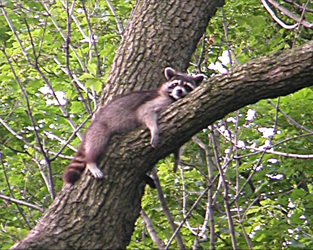 racoon relaxing on a tree limb
