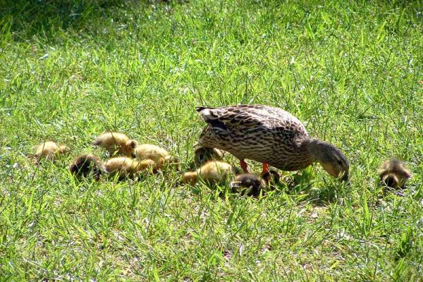 Mom and baby ducks